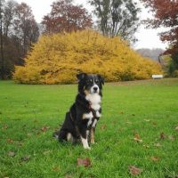 Australien Shepherd